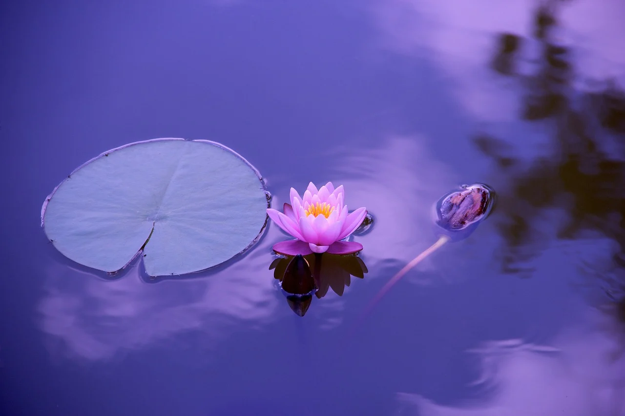 Why Is The Lotus Flower So Important In Buddhism Best Flower Site