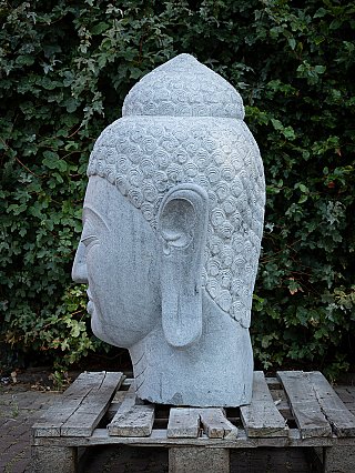 Boeddhahoofd van steen, linker zijaanzicht met prominent oor en krulmotief in het haar
