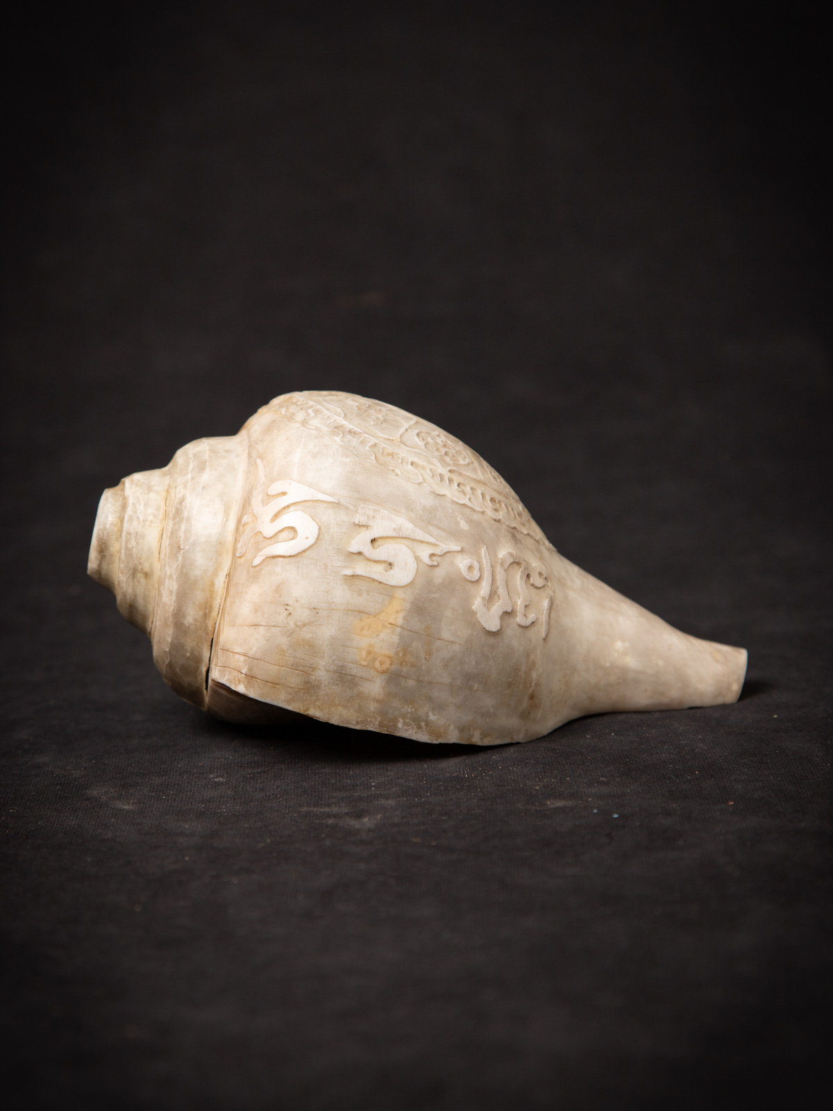 P.Shankha (白法螺) pup shell_special_figures_3898-1-1.jpg